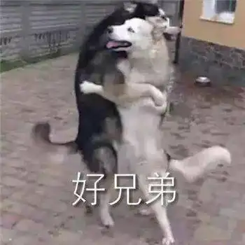打狗狗表情包狗子