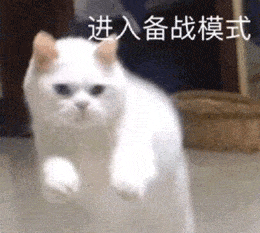  想给猫洗澡这5点你要知道