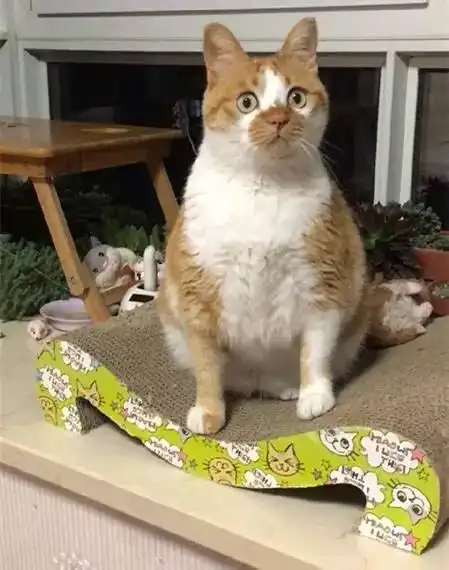 高傲表情包是谁猫咪