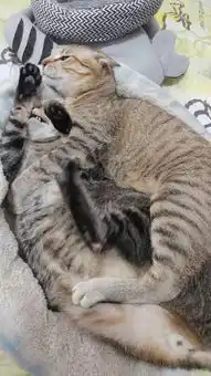  主人找猫大半天后才发现在床边用这姿势睡觉,真是睡出新境界