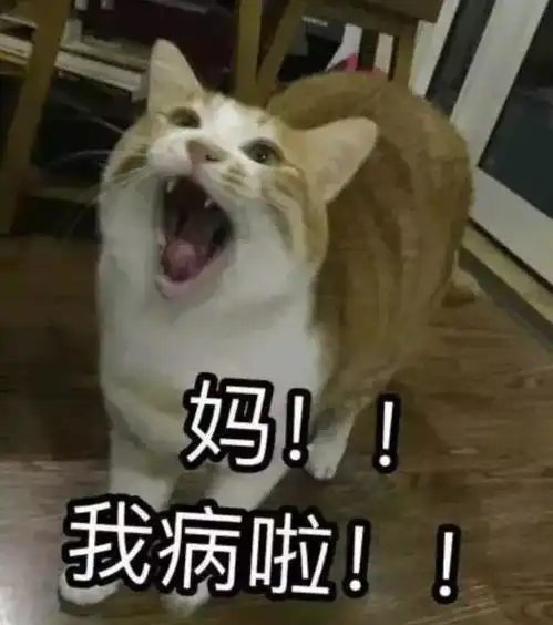  吸猫专栏妈我要吃奶妈我病了妈我饿了妈妈妈....