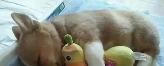  毛小孩一脸幸福地抱着自己的毛小孩,暖心的表情让所有被萌翻了