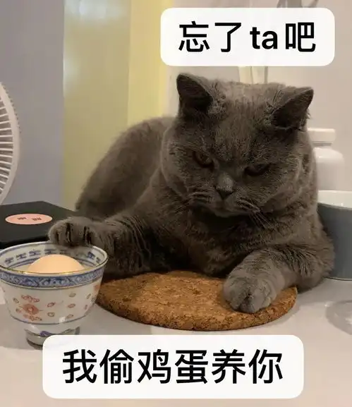  吸完几百只猫猫狗狗,我们从中选出了30只最可爱的给你
