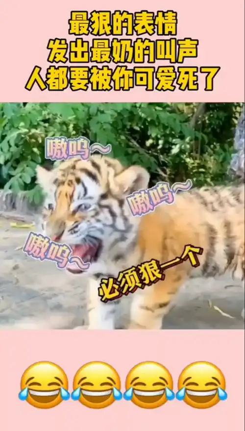  最狠的表情,发出最奶的叫声人都要被你可爱死了