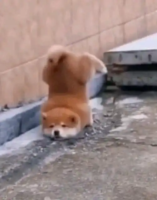  狗狗还能这样玩,牛