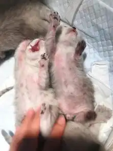  九张顺序动态图萌萌的银渐层宝宝们