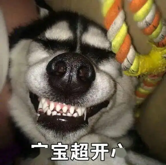  你有被狗狗的智商震惊过吗说好的建国后不许成精呢