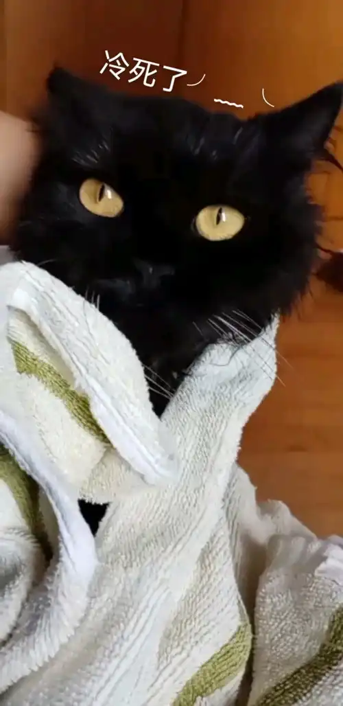  黑猫表情包