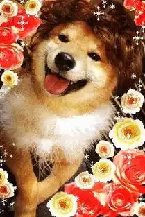  柴犬才是汪界表情包的鼻祖,哈士奇也得服