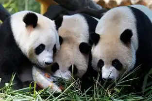  nationalpandaparktoopenbyendofthisyear