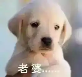  哄老婆专用表情包我老婆就是可爱,老婆我想你了,我真的知道错了