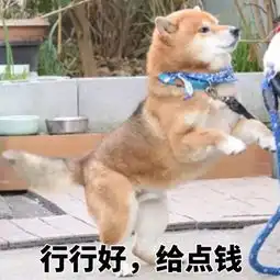  柴犬一听,不乐意了