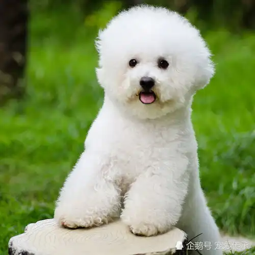  养宠物怕花钱,这5种狗价格便宜,还好养,宠物犬中的5朵金花