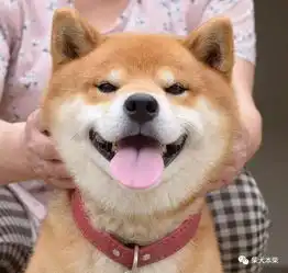  柴犬一种养得好叫柴犬,养不好就叫土狗的神奇品种