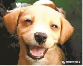 打狗狗表情包刷牙