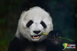 人脸熊猫表情包大熊猫