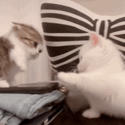 猫表情包gif素材打架