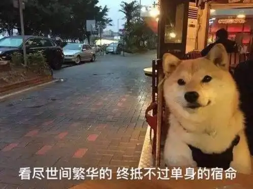 柴犬挨打表情包戏精