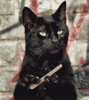 猫看手机表情包gif