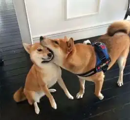 打狗狗表情包疫苗