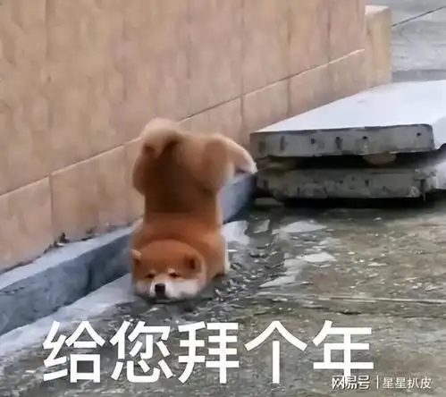  旺家的狗狗,往往都有这样的特征,照着养错不了
