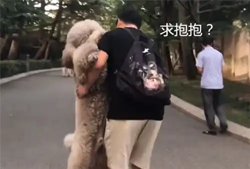  贵宾旅途耍小性子,铲屎官含泪抱爱犬,狗狗你这表情不对