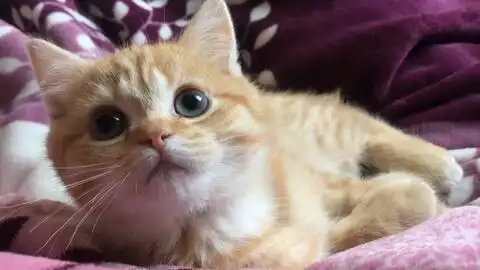  橘猫被关进笼子羞辱,发出了猛男的叫声