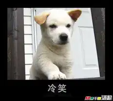  猫猫狗狗的喜怒哀乐