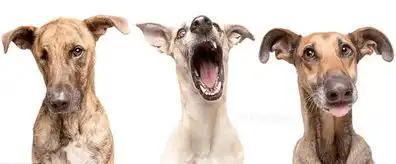  德摄影师拍三萌犬吐舌大笑俘获人心