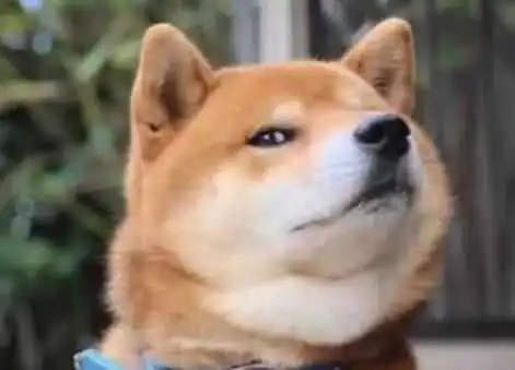  主人为恶搞柴犬,特意买个狗头蛋糕来吃,柴犬表情瞬间亮了