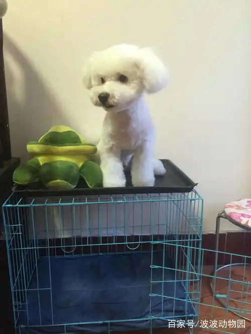  比熊犬哼哼唧唧不进窝,原来是看电视时,惦记上了沙发上的抱枕