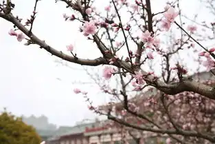  赏花拍照技巧必备从着装到姿势,从表情到动作,可以说是非常实用了