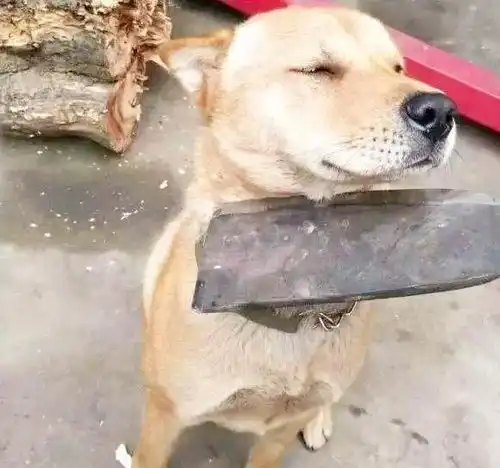  狗因犯错经常被主人打,你知道为什么狗被主人打,却从不反抗吗