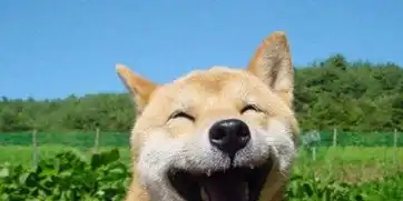  16岁零5个月的表情包柴犬北登逝世日网友哀悼