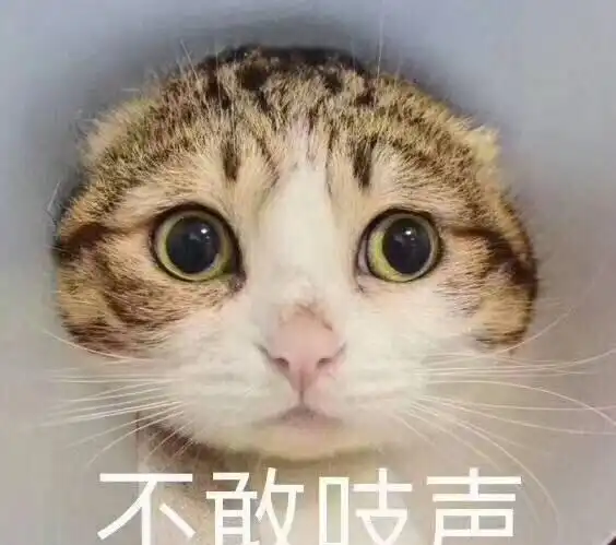  15张超级可爱猫咪表情包,生活很苦,可猫咪很甜呀