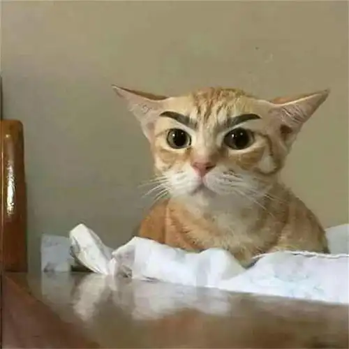  功夫喵