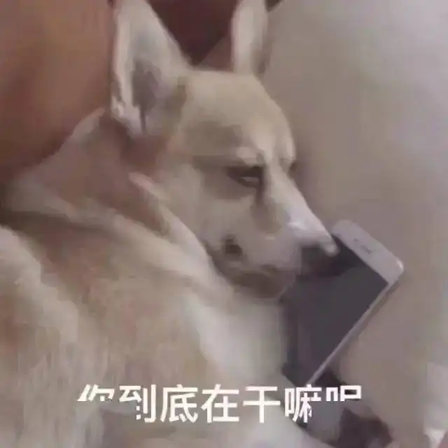  适合发给自己家狗子的表情包