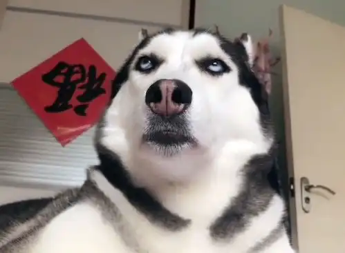 打狗狗表情包翻白眼