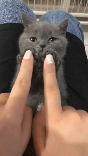  铲屎官跟小猫咪玩拍手游戏,小猫咪的表情萌翻了