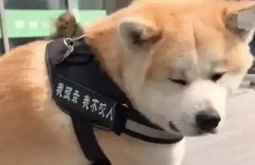 打狗狗表情包秋田
