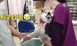 给狗狗打疫苗的爆笑合集,完事儿后看主人的眼神都不一样了,笑到飙泪