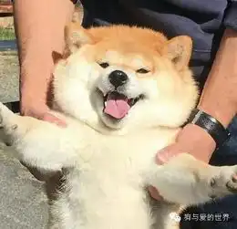  有些狗狗,让你看着就开心