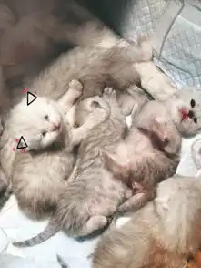 九张顺序动态图萌萌的银渐层宝宝们