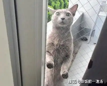  猫咪常常乱跑出去浪,主人想出机智妙招解决,猫咪快崩溃的哭了