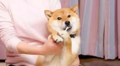 cheese狗子表情包柴犬