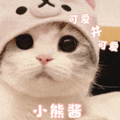  聊天表情包动态猫狗表情包33