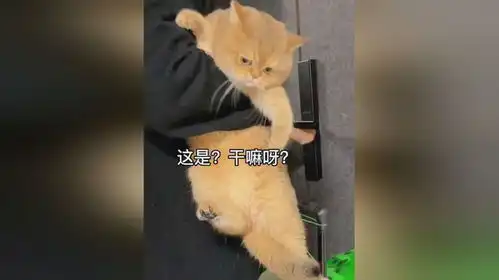  猫咪表情会撒谎但身体很诚实被抱着走到出门一点没挣扎