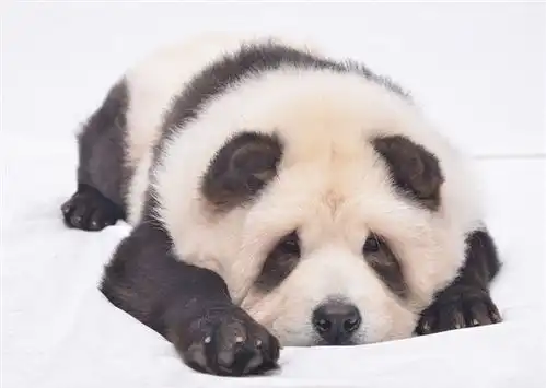 熊猫狗图片表情包松狮犬