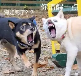  网友拍到两只狗狗奇葩的表情,结果被其他网友玩坏了