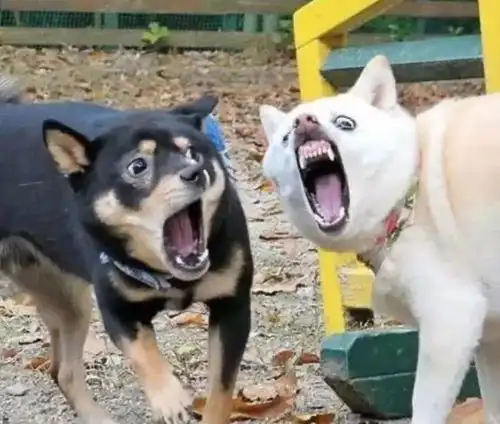 打狗狗表情包回头